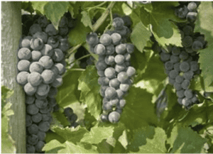 Everest Seedless Grape